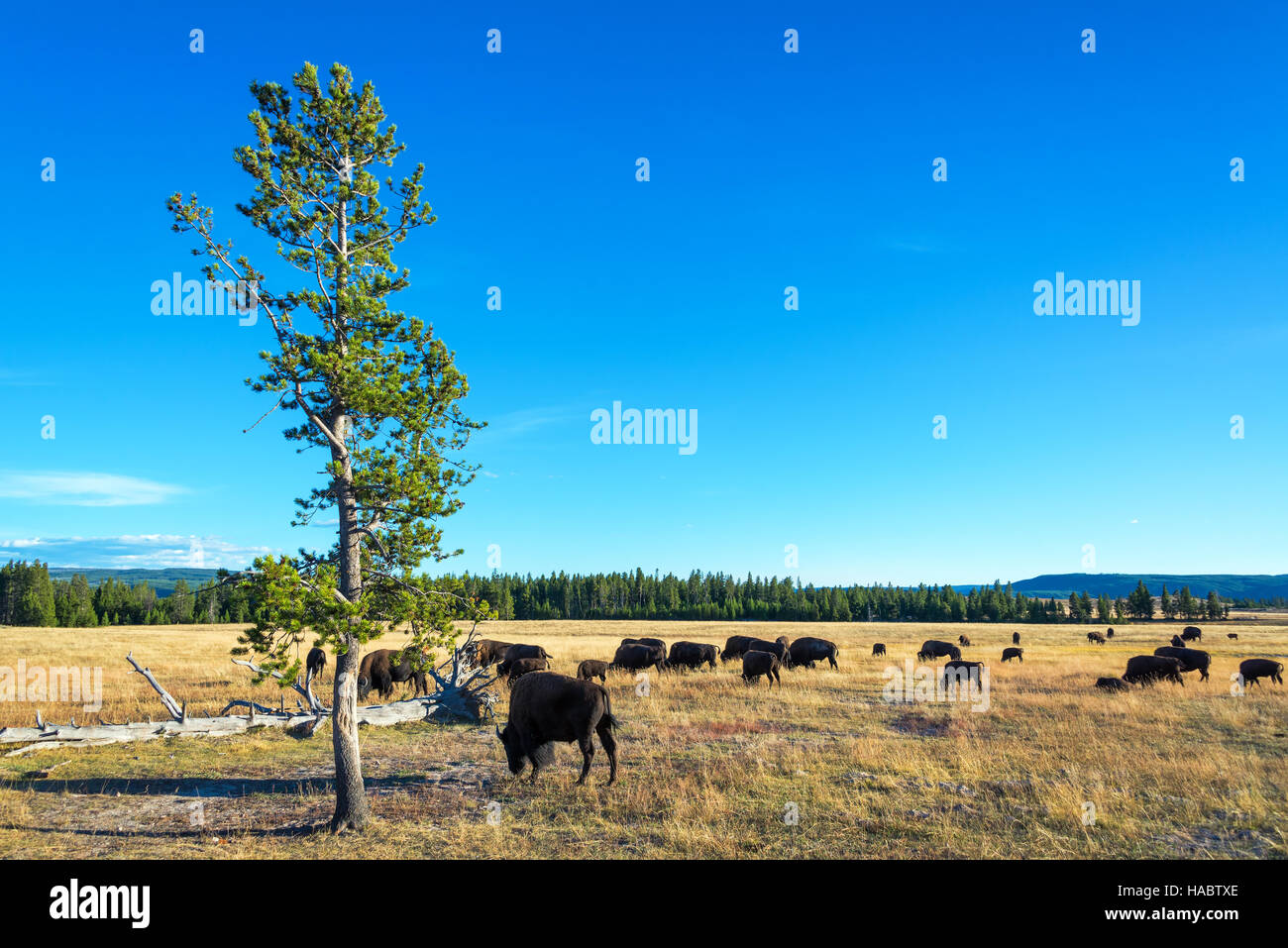 Herde von Bisons grasen im Yellowstone National Park Stockfoto