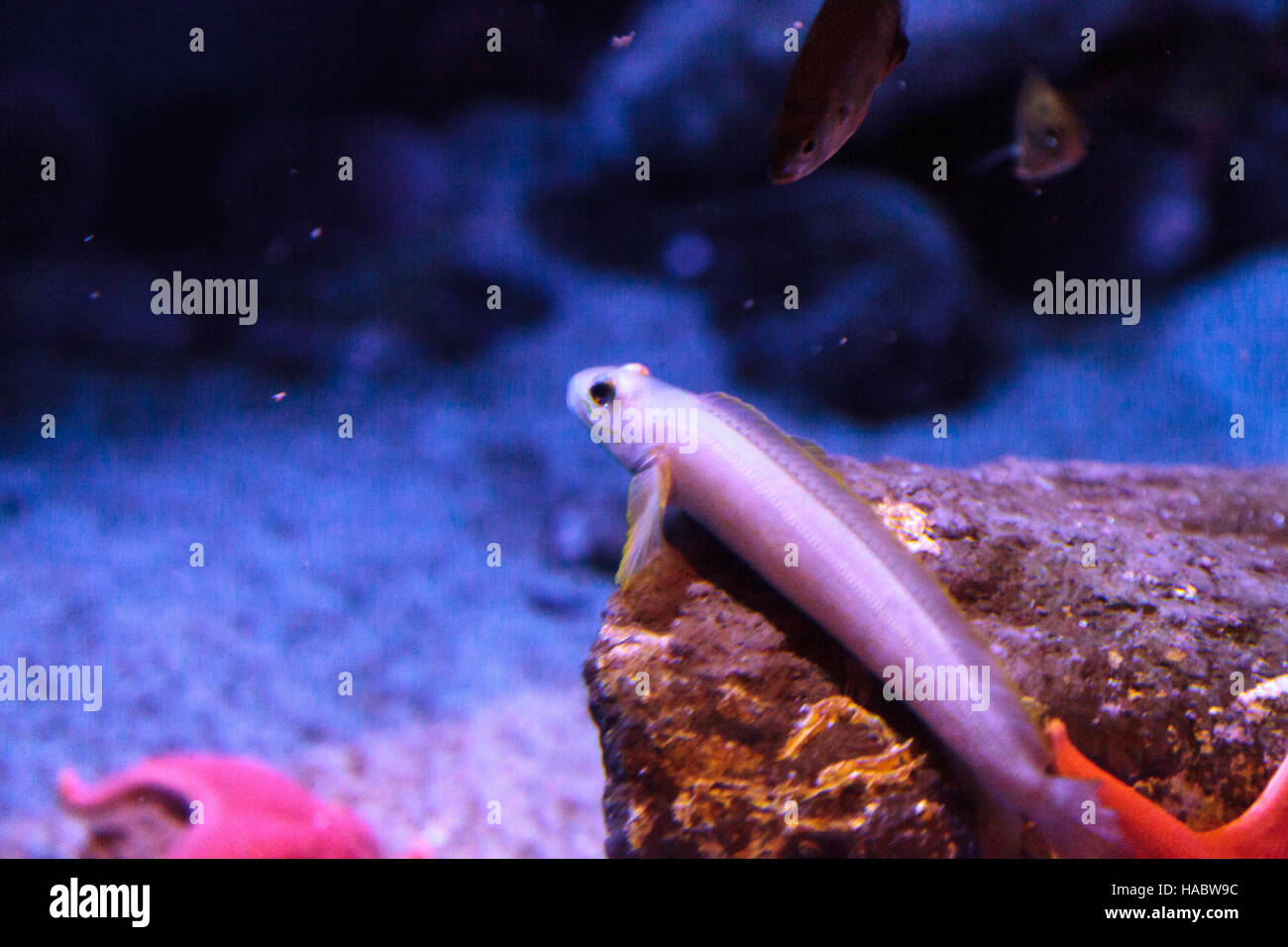 Schwarze Augen Grundel Fisch, Rhinogobiops Nicholsii, in ein Salzwasser-aquarium Stockfoto
