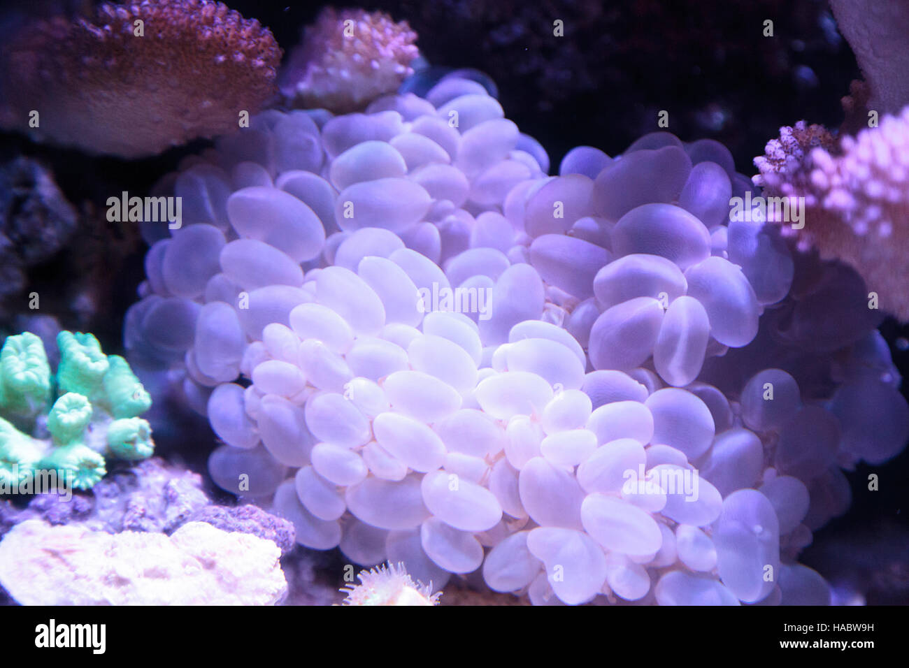 Blase Korallen wissenschaftlich bekannt als Plerogyra Sinuosa in ein Salzwasser-aquarium Stockfoto