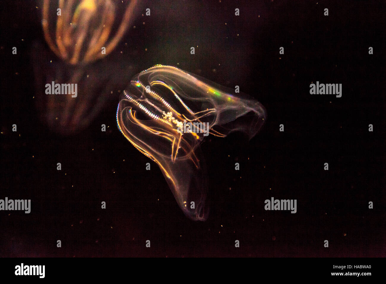 Rippenqualle genannt Phylum Rippenqualle in ein Salzwasser-aquarium Stockfoto