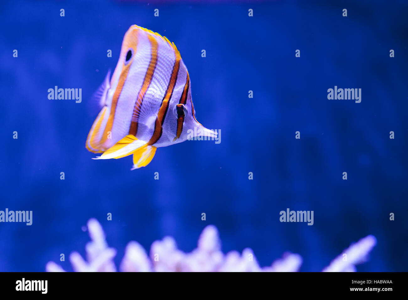 Kupfer-banded Butterflyfish, Chelmon Rostratus, im Riffaquarium Stockfoto