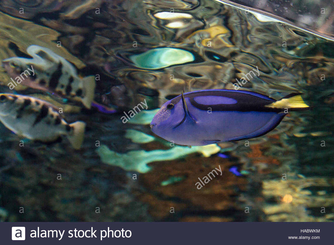Palette Tang Fisch, Paracanthurus Hepatus, nennt man auch die königsblaue Tang und befindet sich auf einer tropischen Riff im Meer. Stockfoto
