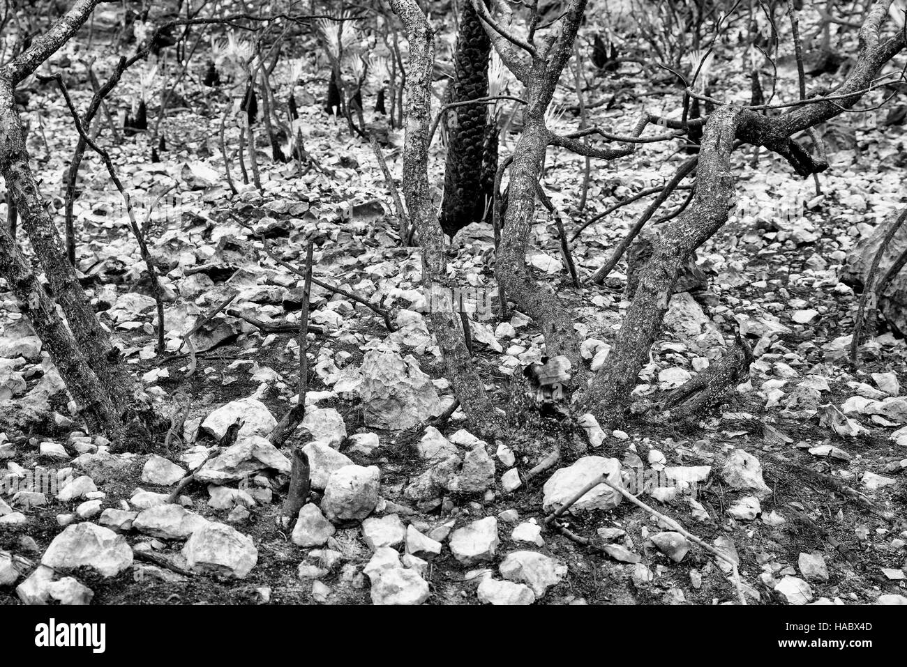 Anschluss an einen großen Waldbrand, die eine verwüstete Landschaft hinterlassen Stockfoto