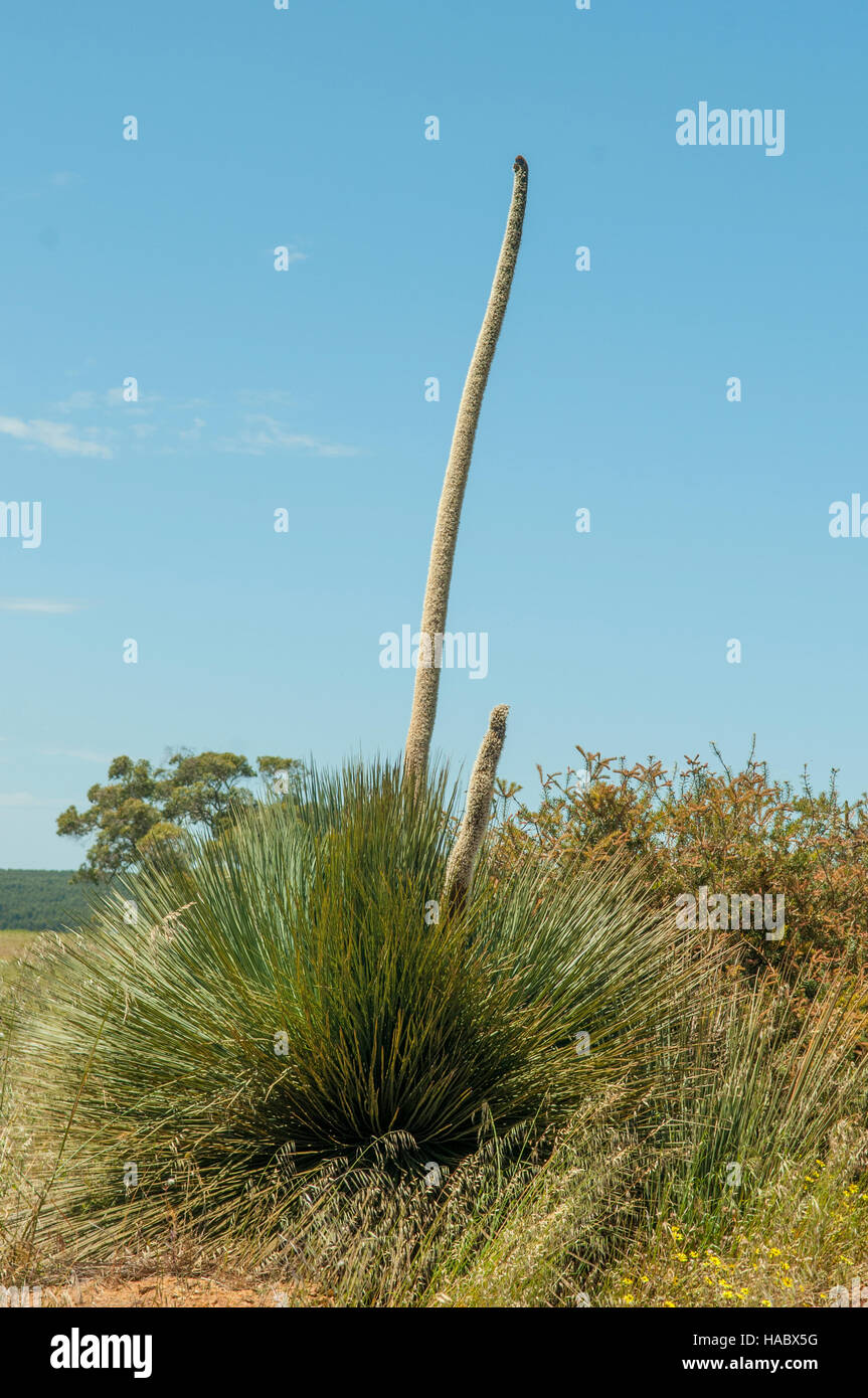 Xanthorroea Australis, Grasbaum mit Blume, Kangaroo Island, South Australia, Australien Stockfoto