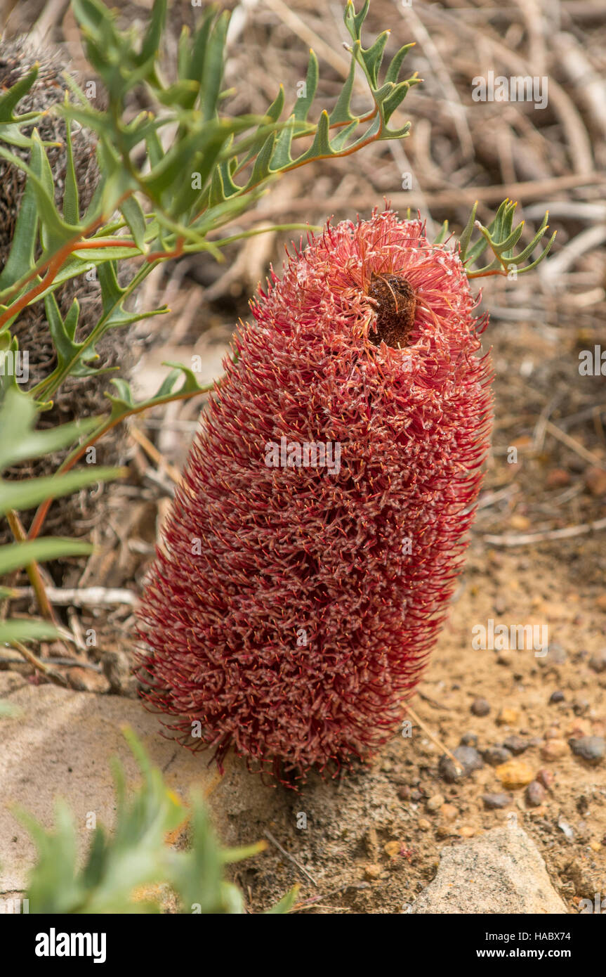 Banksia Blechnifolia, farnartige Banksia bei Stokes Bay Bush Garden, Kangaroo Island, South Australia, Australien Stockfoto