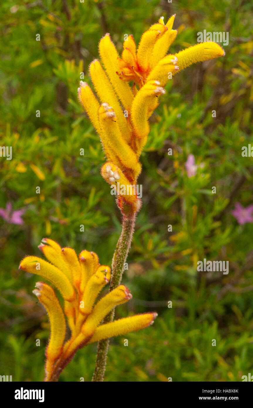 Anigozanthos Flavidus, Pfote hoch gelbe Känguru bei Stokes Bay Bush Garden, Kangaroo Island, South Australia, Australien Stockfoto