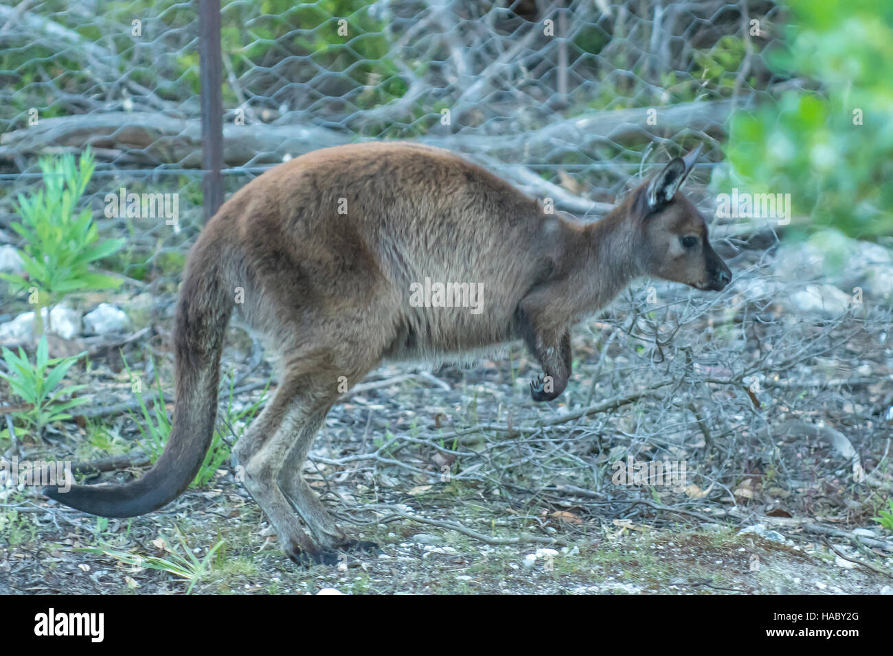 Western Grey Kangaroo, Macropus Fuliginosus am Pelican Lagune, Kangaroo Island, South Australia, Australien Stockfoto