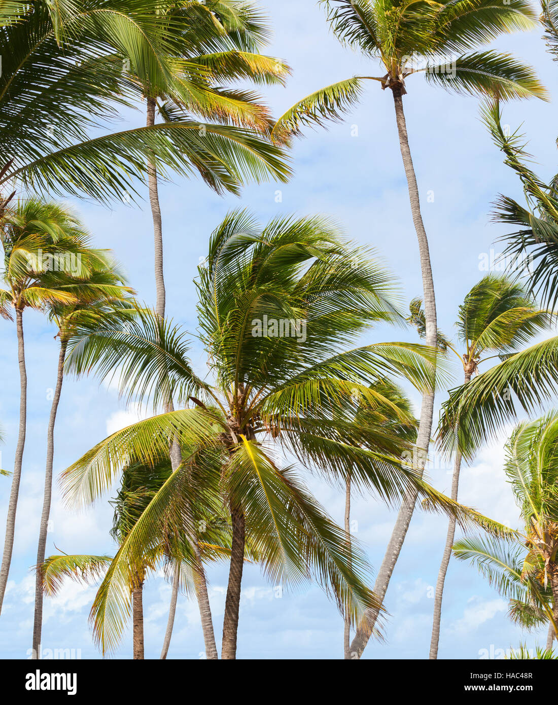 Palmen über strahlend blauen bewölkten Himmel. Dominikanische Republik Natur, Fotohintergrund Stockfoto