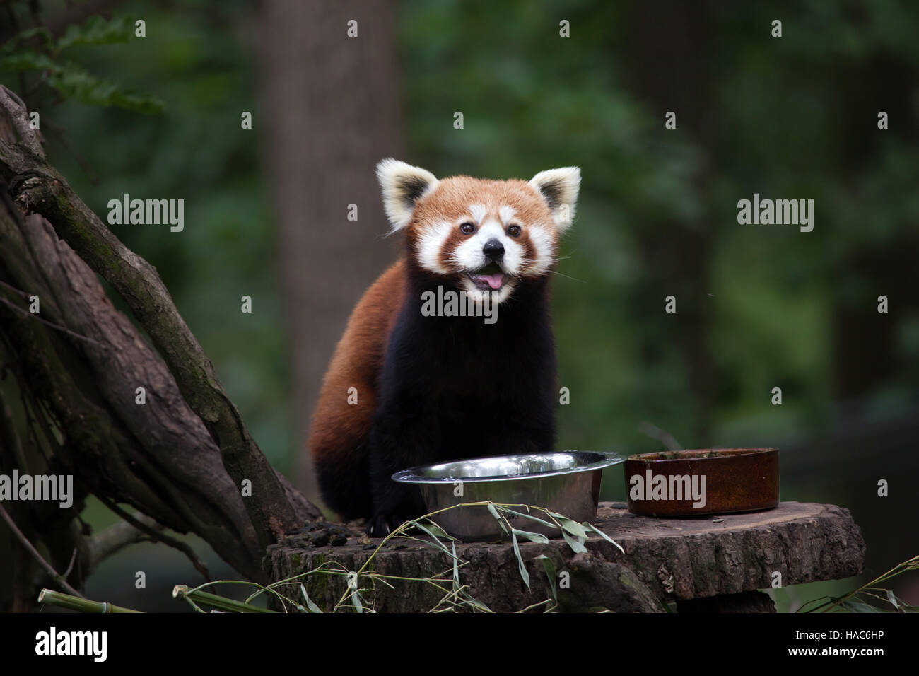 Westliche Katzenbär (Ailurus Fulgens Fulgens), auch bekannt als der nepalesische rote Panda in Brno Zoo in Südmähren, Tschechien. Stockfoto