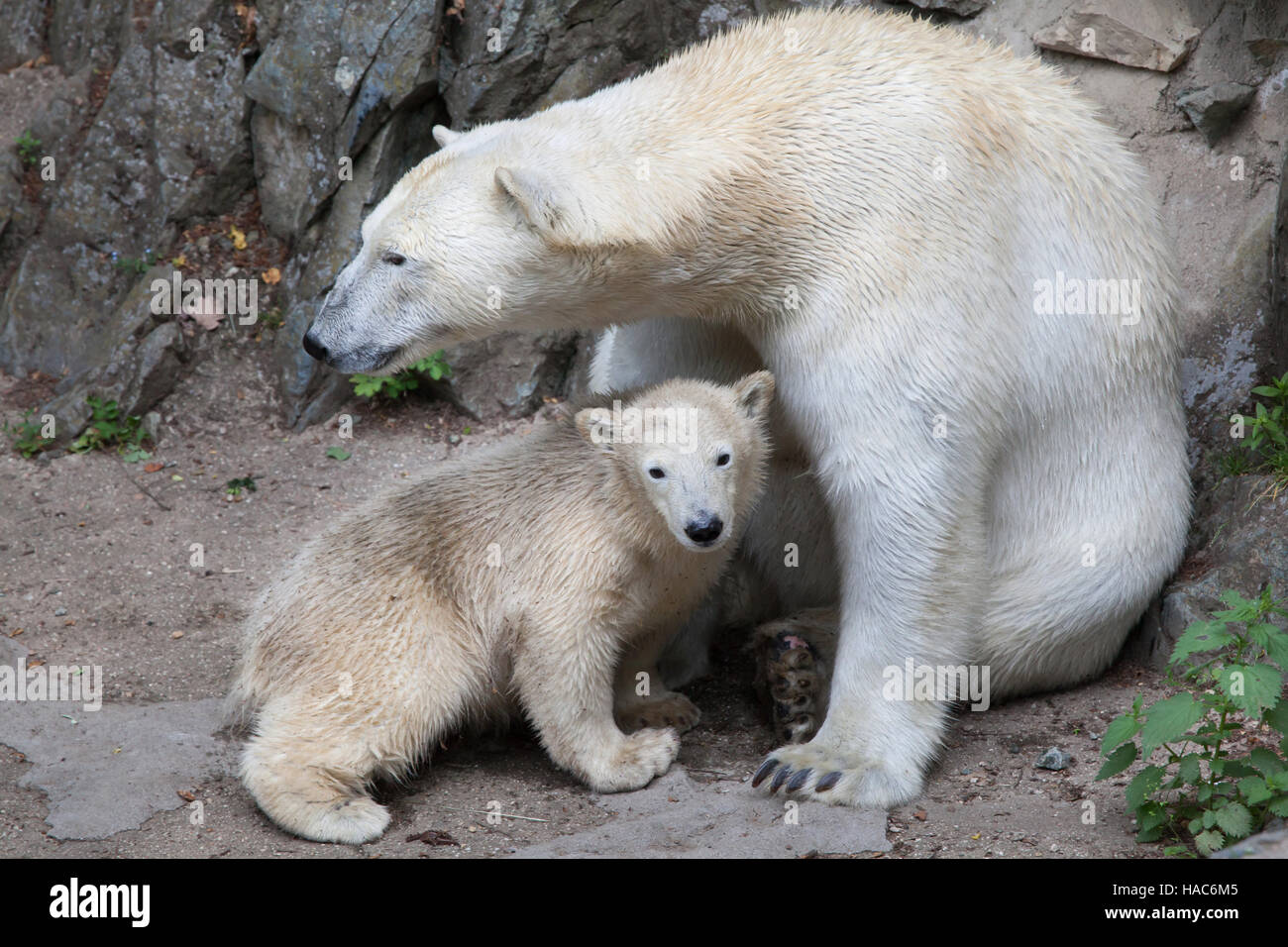 Sechs Monate alten Eisbären (Ursus Maritimus) namens Noria mit seiner Mutter Cora in Brno Zoo in Südmähren, Tschechien. Der Polar Bear Cub Noria wa Stockfoto