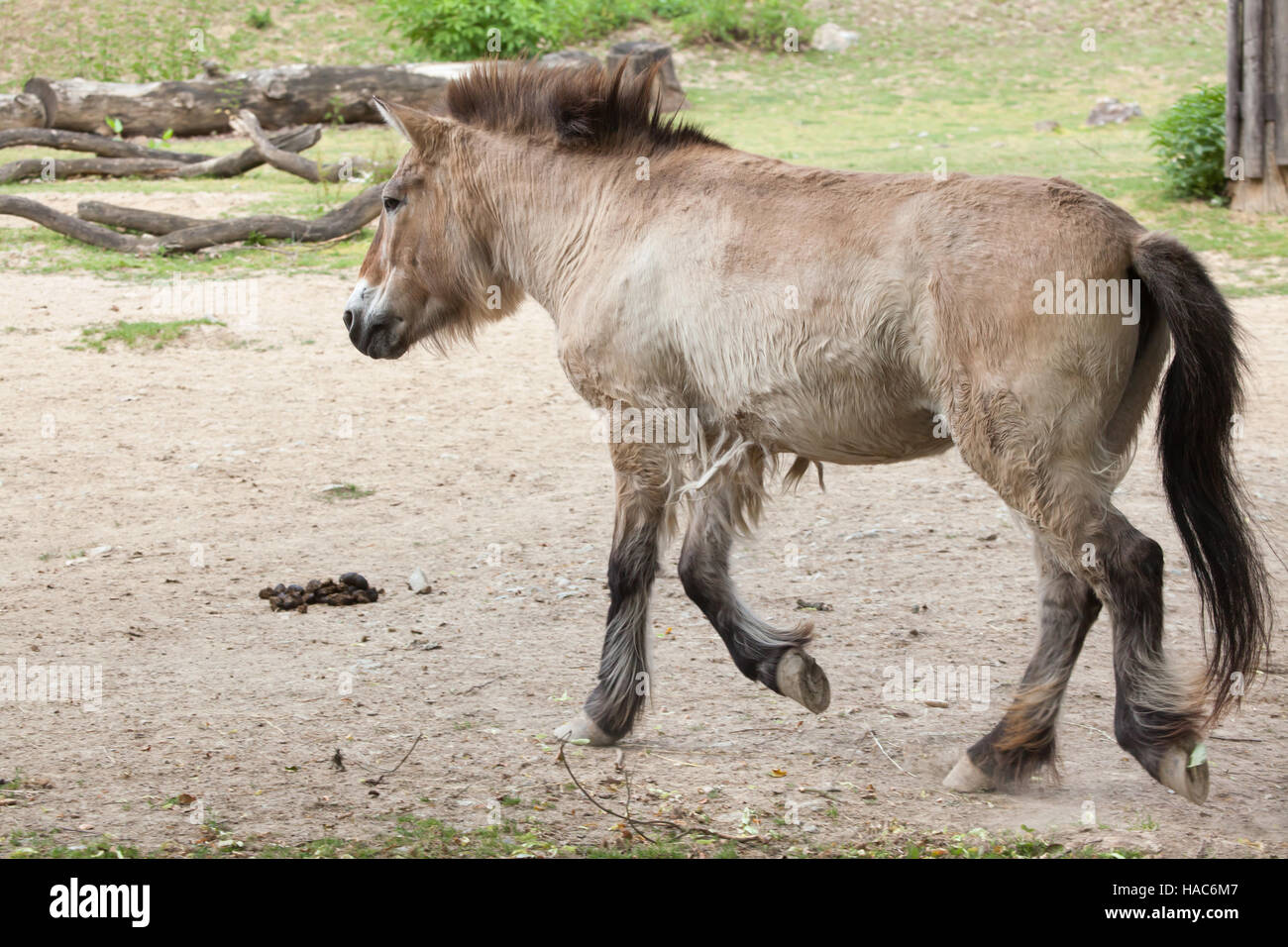 Przewalski Pferd (Equus Ferus Przewalskii), auch bekannt als die asiatischen Wildpferd. Stockfoto