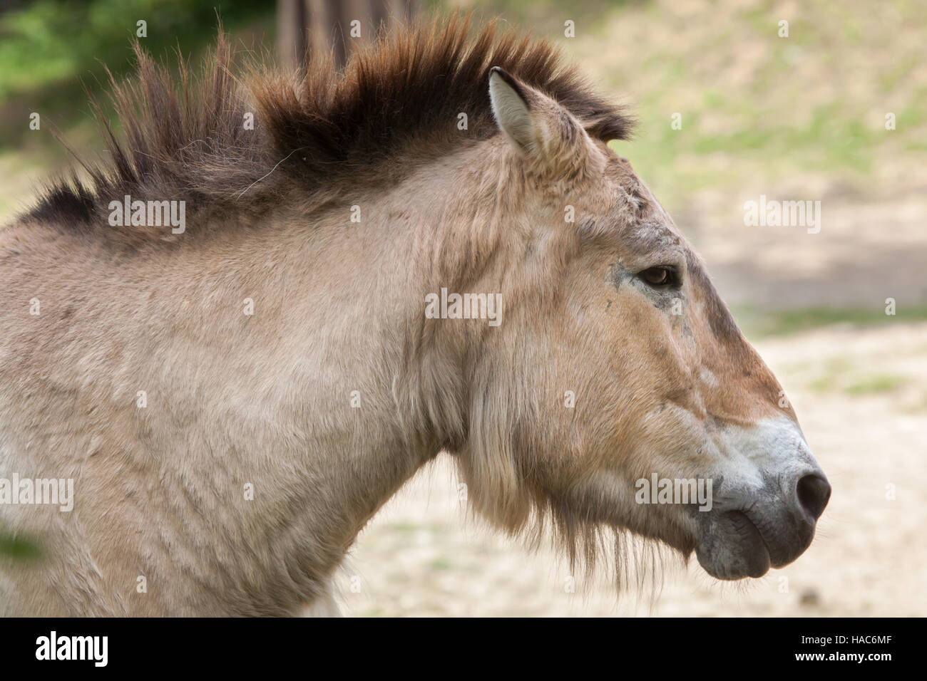 Przewalski Pferd (Equus Ferus Przewalskii), auch bekannt als die asiatischen Wildpferd. Stockfoto
