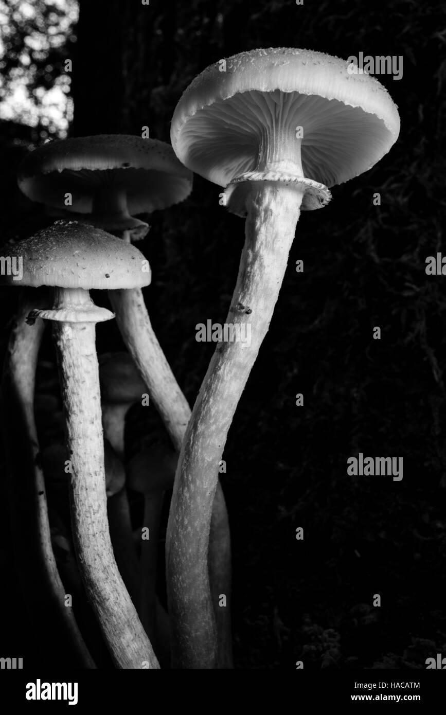Pilze im Schatten Stockfoto