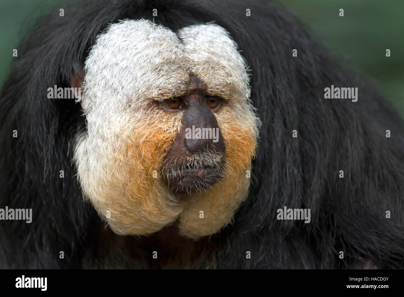 Portrait von white-faced saki Affe, männlich Stockfoto