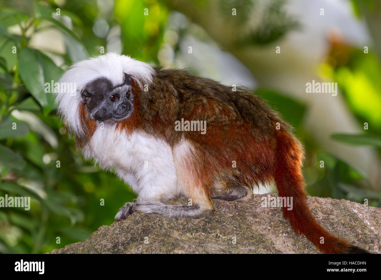 Baumwoll-Top tamarin Stockfoto
