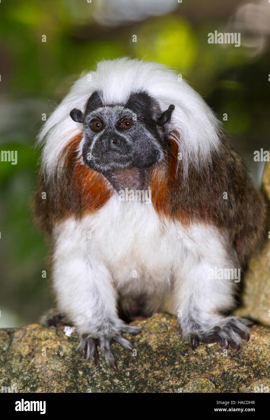 Baumwoll-Top tamarin Stockfoto