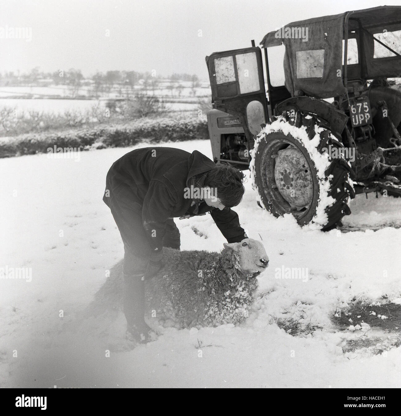 1965, historische, bedeckt Großbritannien, Feld Landwirtschaft im Winter, ein männlicher Bauer einen verletzten oder notleidende Schafe aus dem Schnee zu sammeln. Stockfoto