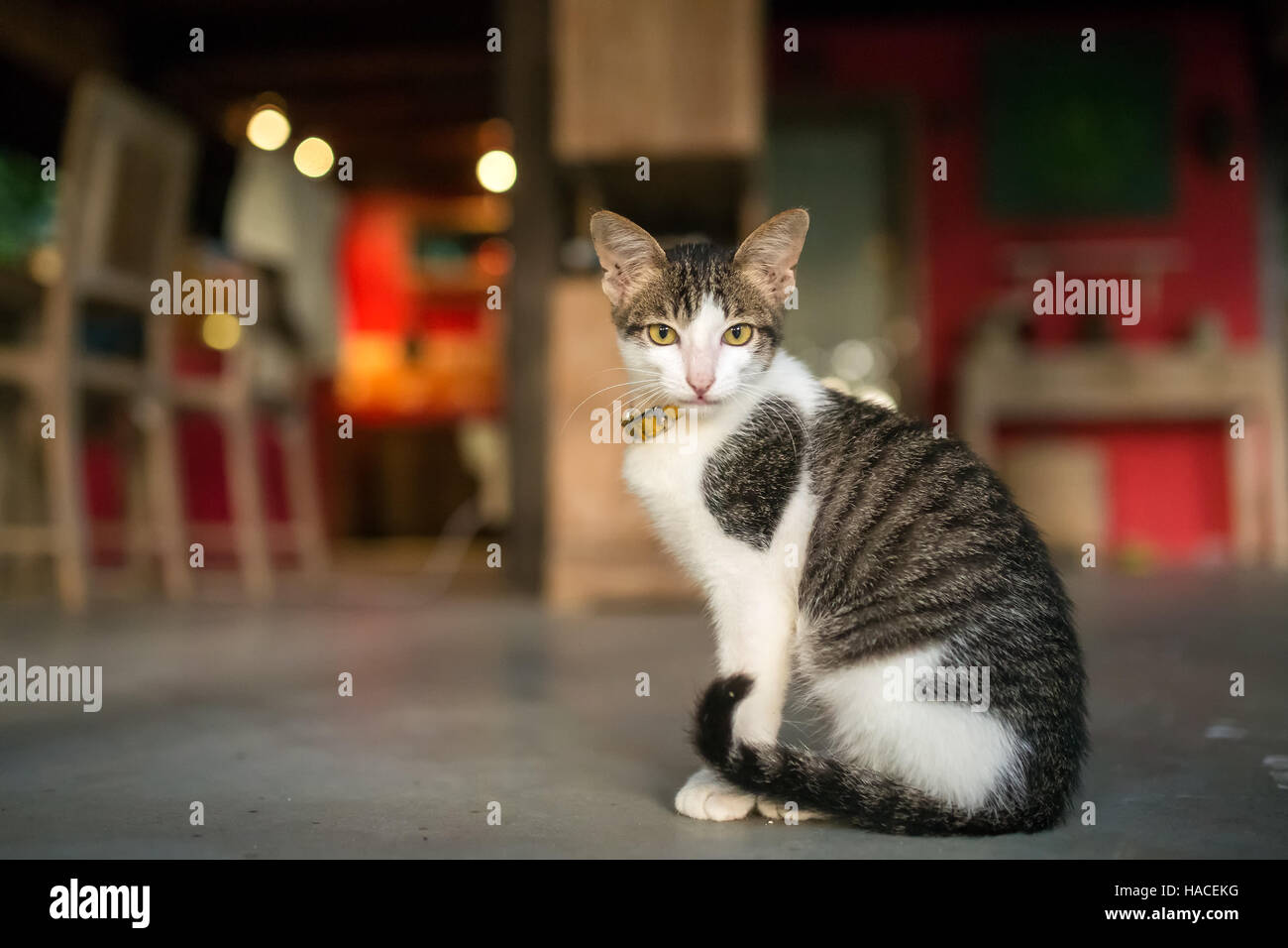 Junge Hauskatze sitzen auf dem Boden in einem Privathaus Stockfoto