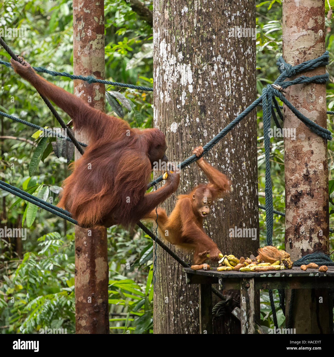 Weiblicher Orang-Utan mit einem Baby auf der Fütterung Plattform im Semenggoh Nature Reserve, Sarawak, Borneo, Malaysia Stockfoto