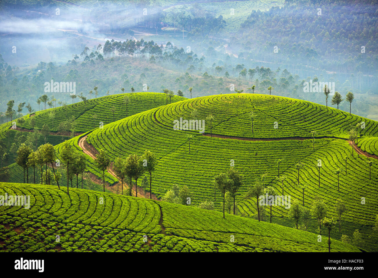 Tee-Plantagen in Munnar, Kerala, Indien Stockfoto