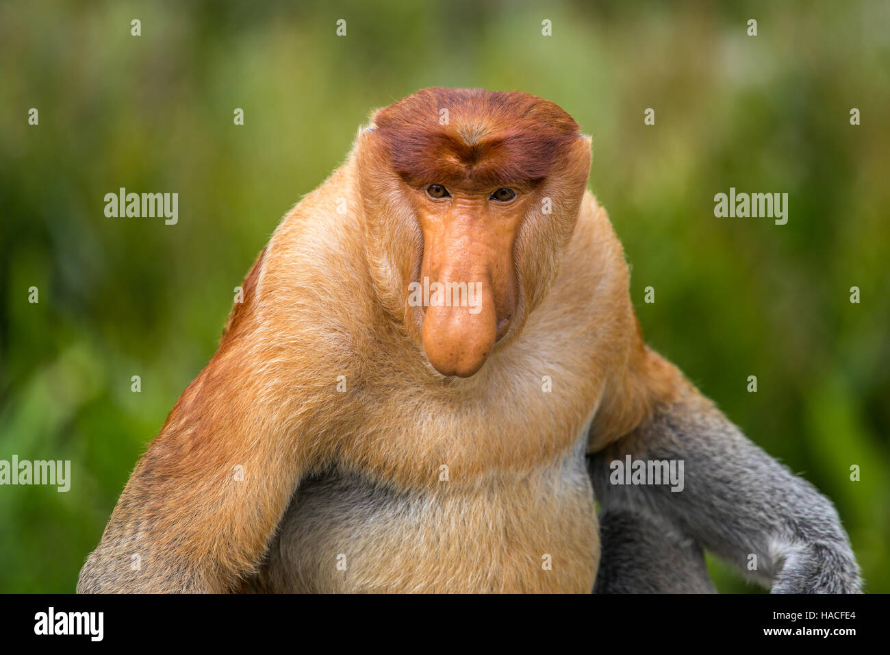 Proboscis Monkey (Nasalis Larvatus) von Borneo endemisch.  Männliche Porträt mit einer großen Nase. Stockfoto