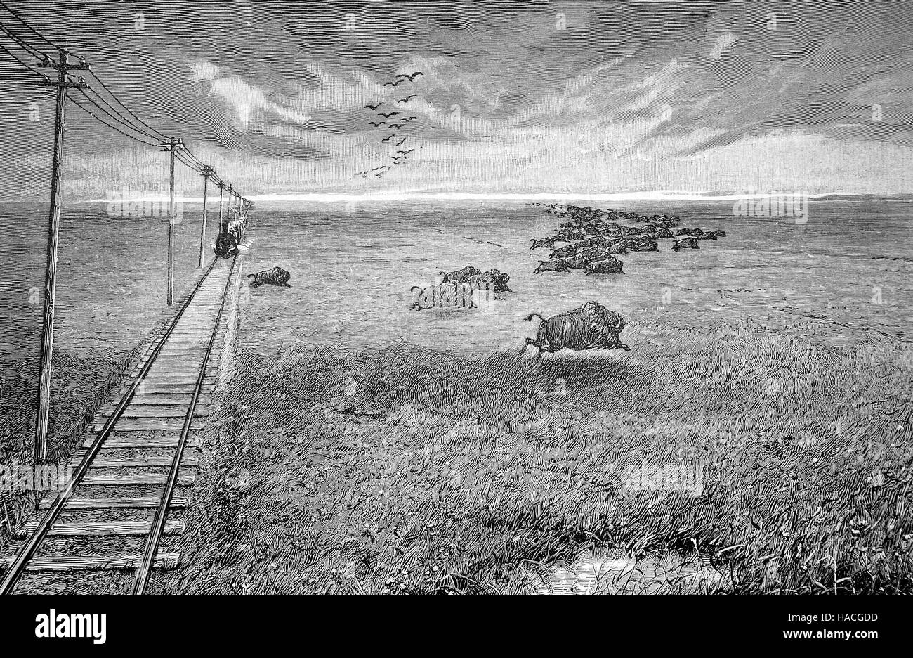 Der nordamerikanischen Prärie, Eisenbahnlinie und Bison fliehen vor einem Zug, 1860, historische Illustration, Holzschnitt Stockfoto