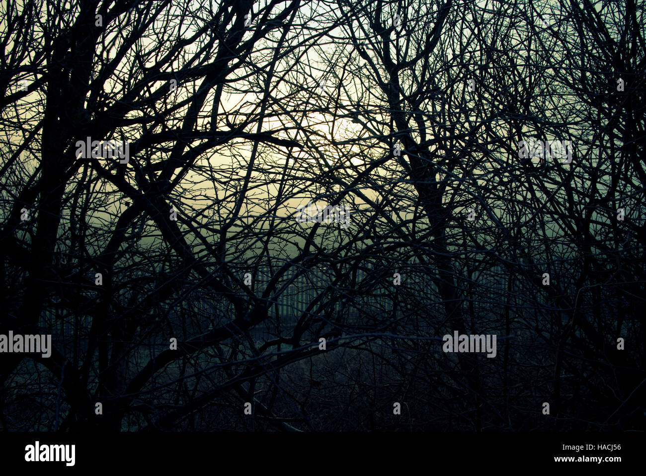 Sonnenaufgang Sonnenuntergang Mond steigen durch die Zweige der Bäume Rasen Stockfoto