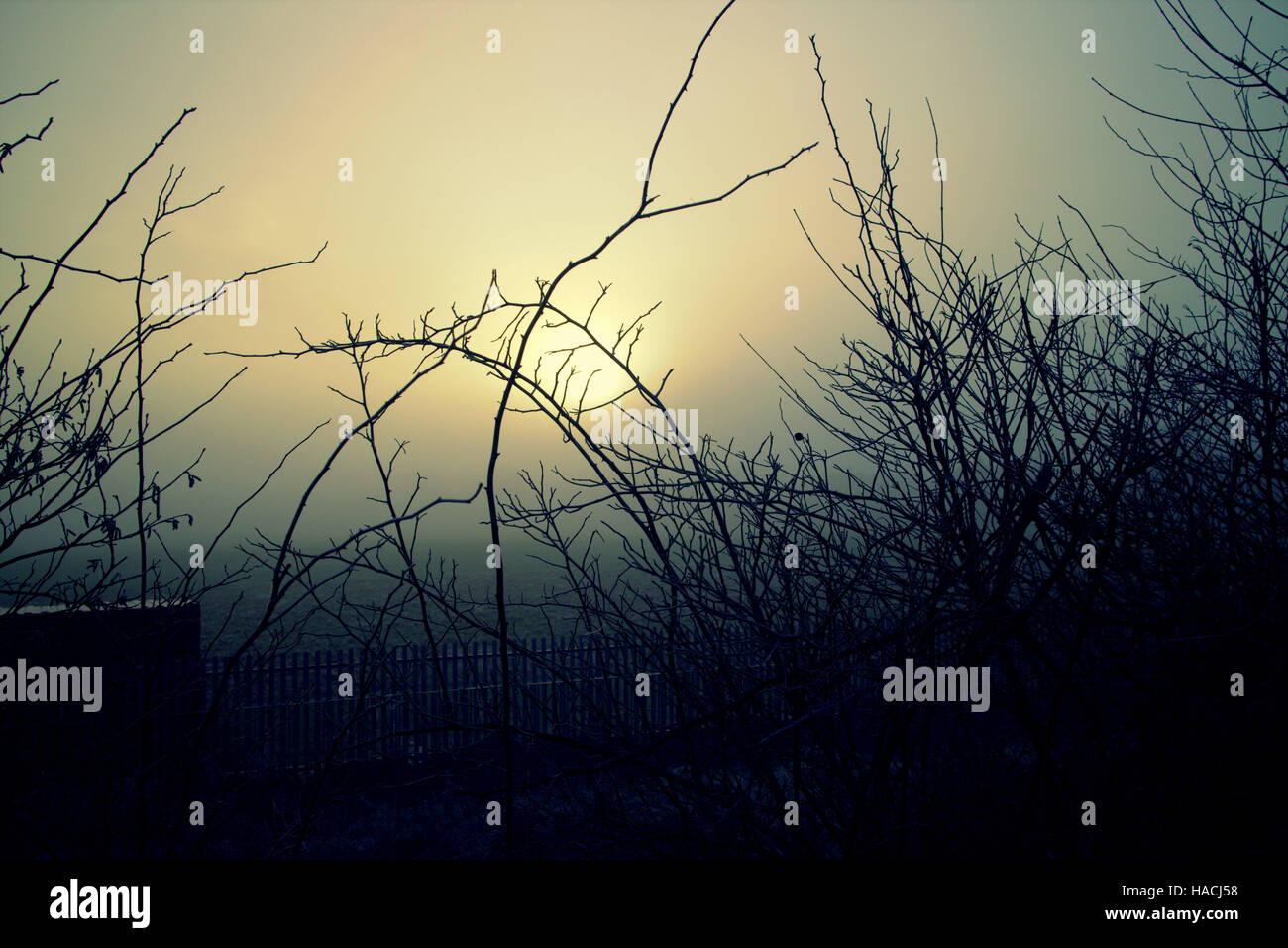 Sonnenaufgang Sonnenuntergang Mond steigen durch die Zweige der Bäume Rasen Stockfoto