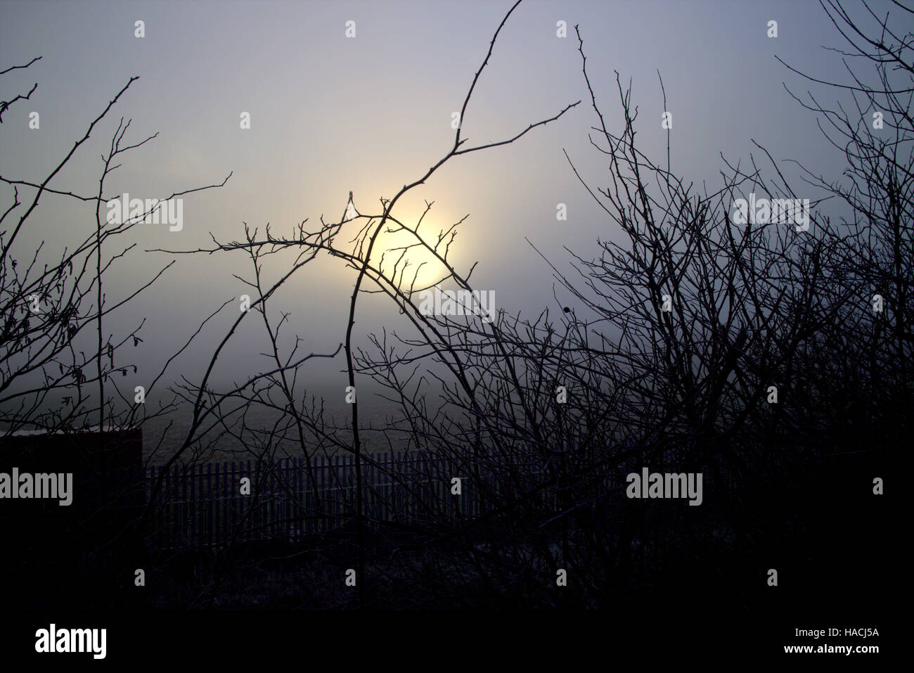 Sonnenaufgang Sonnenuntergang Mond steigen durch die Zweige der Bäume Rasen Stockfoto