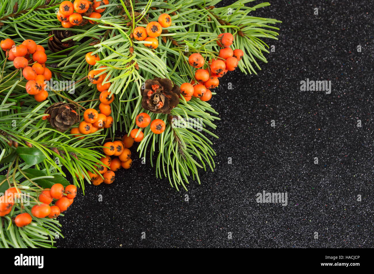 Mistel, Tanne Baum auf dunklen glänzenden Hintergrund. Weihnachtszeit Stockfoto