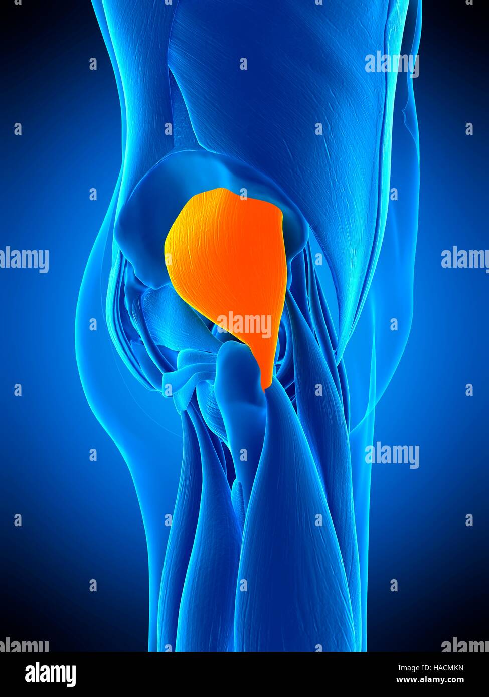 Abbildung des Muskels Gluteus Zip. Stockfoto