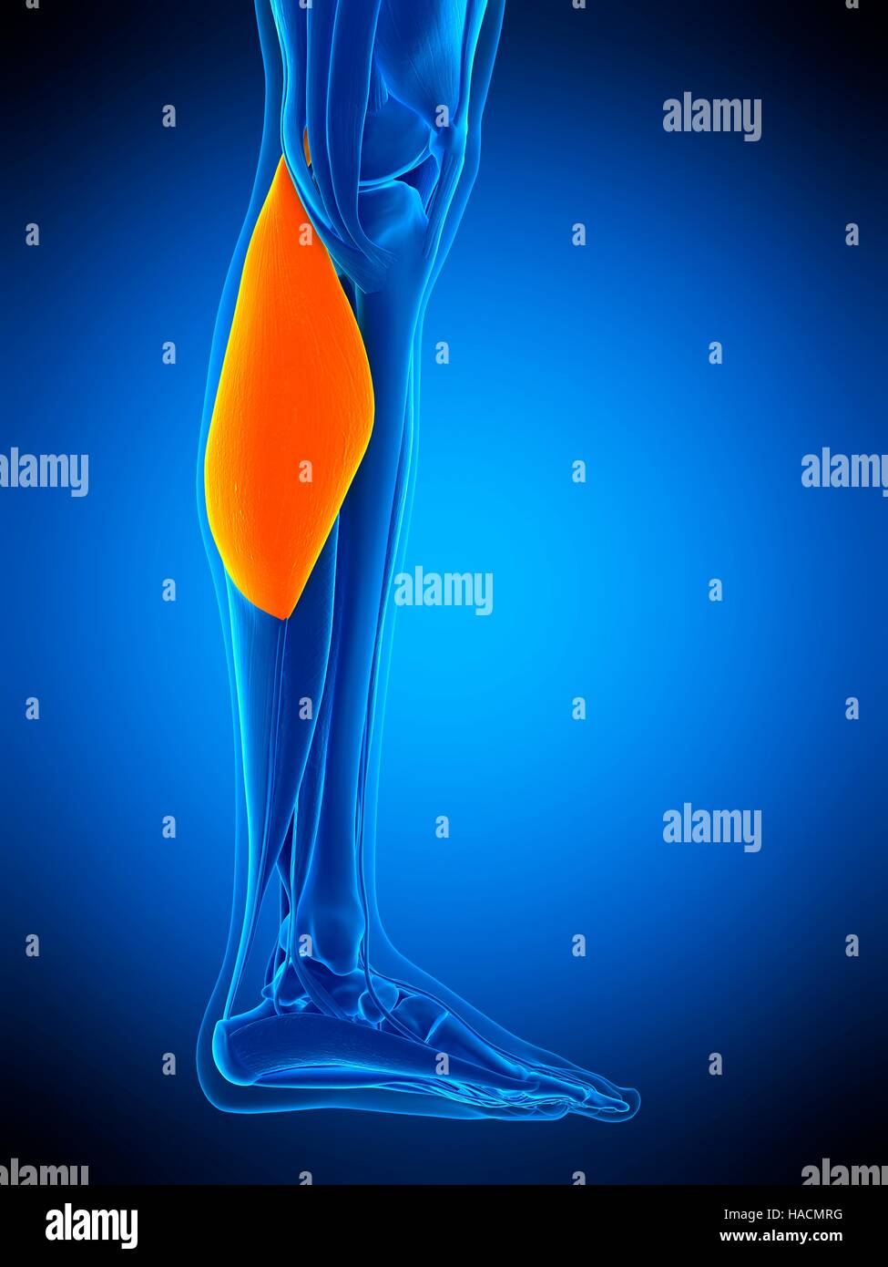 Illustration der Gastrocnemius Muskel Stockfotografie Alamy