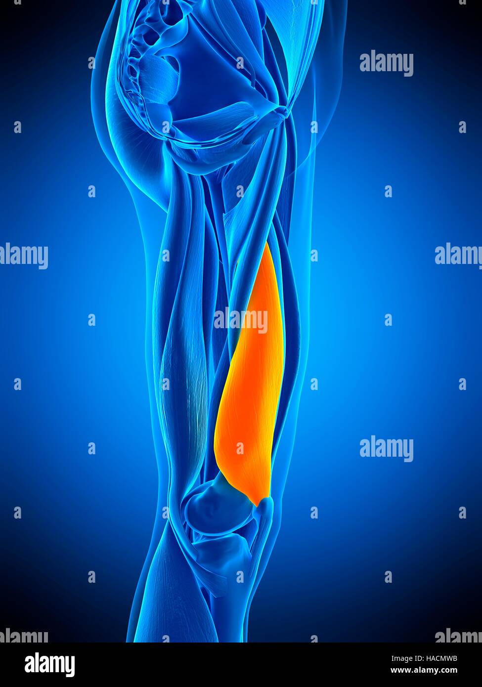 Abbildung des Vastus Medialis Muskels. Stockfoto