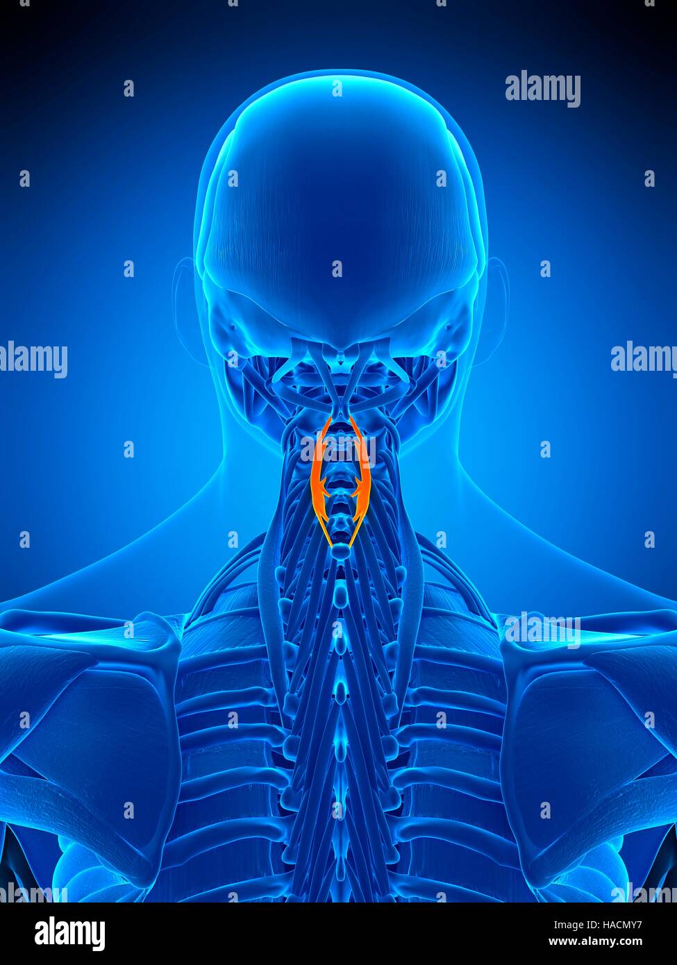 Abbildung des Spinalis Cervicis Muskels Stockfotografie Alamy
