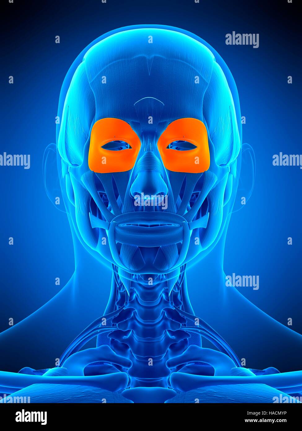 Illustration der Orbicularis Oculi Muskel. Stockfoto