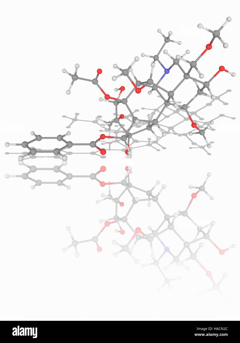 Aconitine. Molekülmodell tödliche Nervengift Aconitine (C34. H47. N.O11). Diese Chemikalie wird durch Aconitum Pflanzen erzeugt. Atome als Kugeln dargestellt werden und sind farblich gekennzeichnet: Kohlenstoff (grau), Wasserstoff (weiß), Stickstoff (blau) und Sauerstoff (rot). Abbildung. Stockfoto