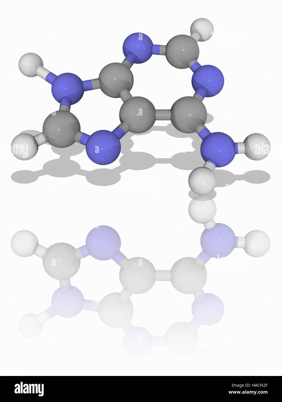 Adenin, Molekülmodell von Purin Nucleobase Adenin (C5. H5. N5). Dieses Molekül hat mehrere Rollen in Biochemie einschließlich bilden ein Nukleotid der DNA, die Grundlage des genetischen Codes. Atome als Kugeln dargestellt werden und sind farblich gekennzeichnet: Kohlenstoff (grau), Wasserstoff (weiß) und Stickstoff (blau). Abbildung. Stockfoto