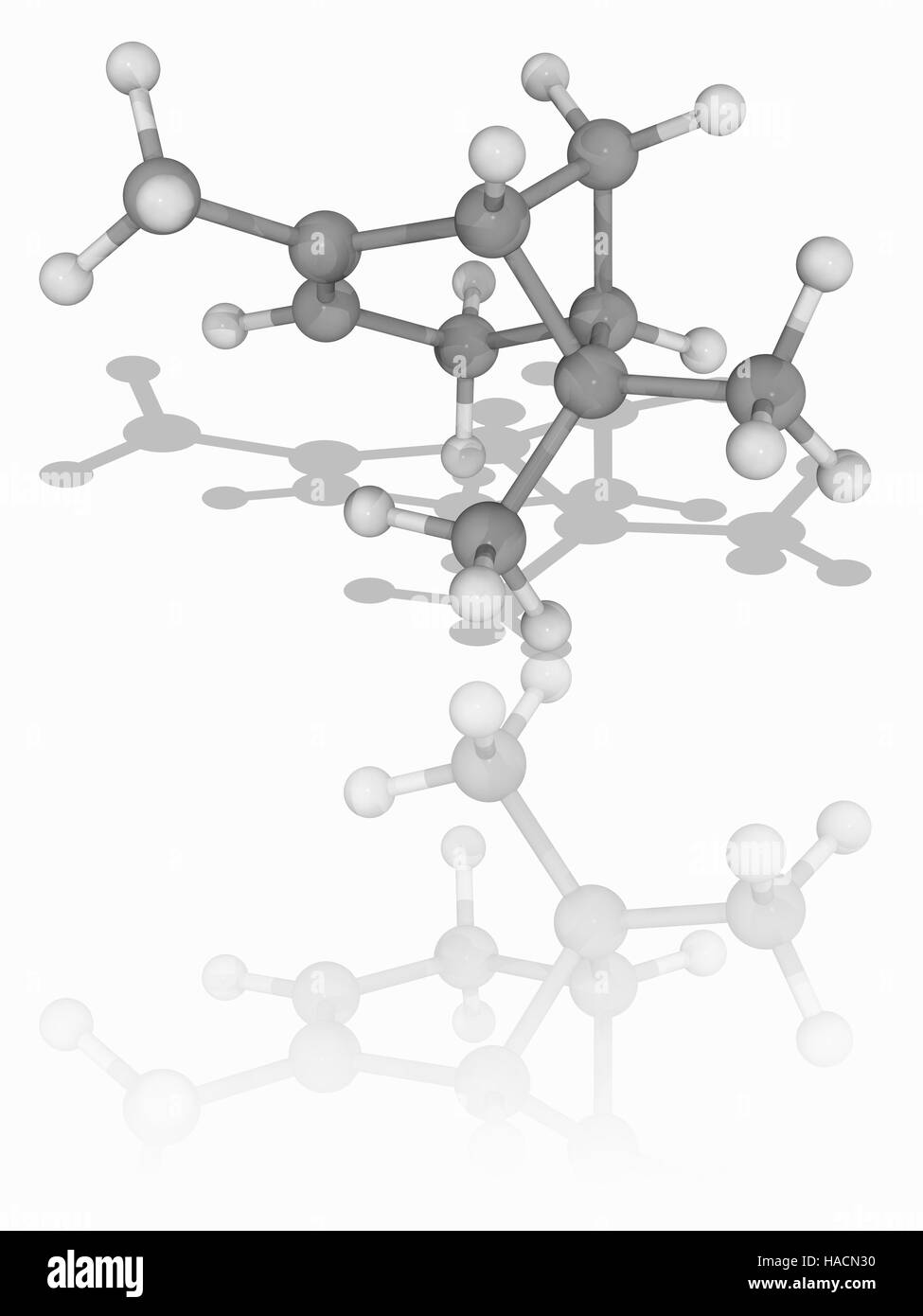 Alpha-Pinen. Molekülmodell der bicyclische Monoterpen zusammengesetzte Alpha-Pinen (C10. H16). Dies wird als ein Kohlenwasserstoff eines Typs bekannt als ein Terpene eingestuft. Man findet in dem Öl (Harz) der Nadelbäume. Atome als Kugeln dargestellt werden und sind farblich gekennzeichnet: Kohlenstoff (grau) und Wasserstoff (weiß). Abbildung. Stockfoto