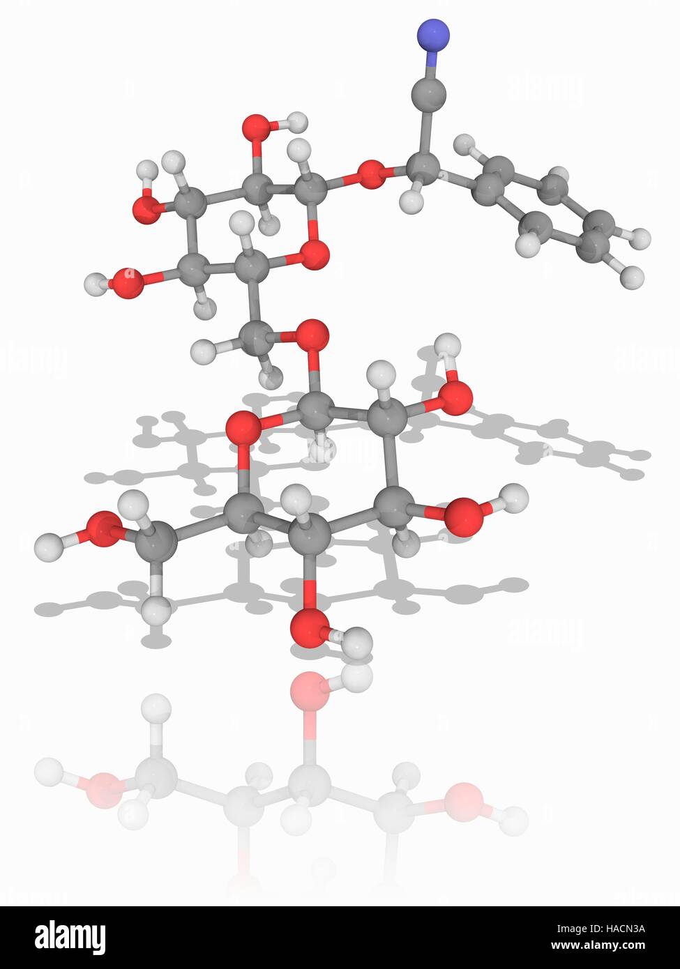 Amygdalin. Molekülmodell Glykosid Amygdalin (C20. H27. N.O11), eine Chemikalie, die aus Samen von Pflanzen aus der Gattung Prunus, wie Mandeln oder Aprikosen gewonnen. Atome als Kugeln dargestellt werden und sind farblich gekennzeichnet: Kohlenstoff (grau), Wasserstoff (weiß), Stickstoff (blau) und Sauerstoff (rot). Abbildung. Stockfoto