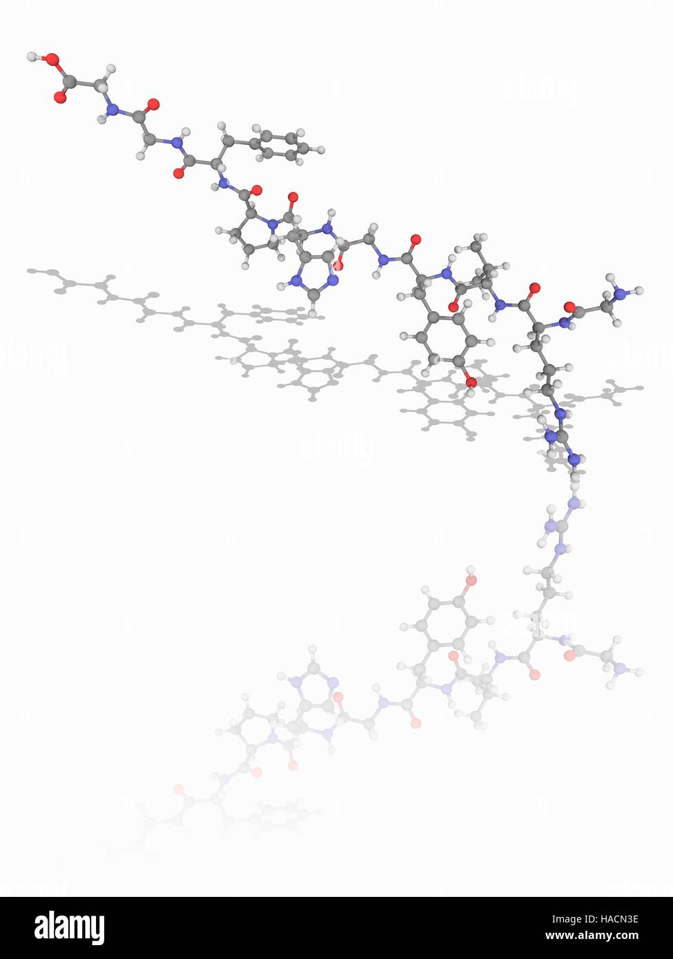 Angiotensin, Molekülmodell. Peptid-Hormon verursacht Vasokonstriktion, erhöhter Blutdruck und Freisetzung von Aldosteron. Atome als Kugeln dargestellt werden und sind farblich gekennzeichnet: Kohlenstoff (grau), Wasserstoff (weiß), Stickstoff (blau) und Sauerstoff (rot). Abbildung. Stockfoto