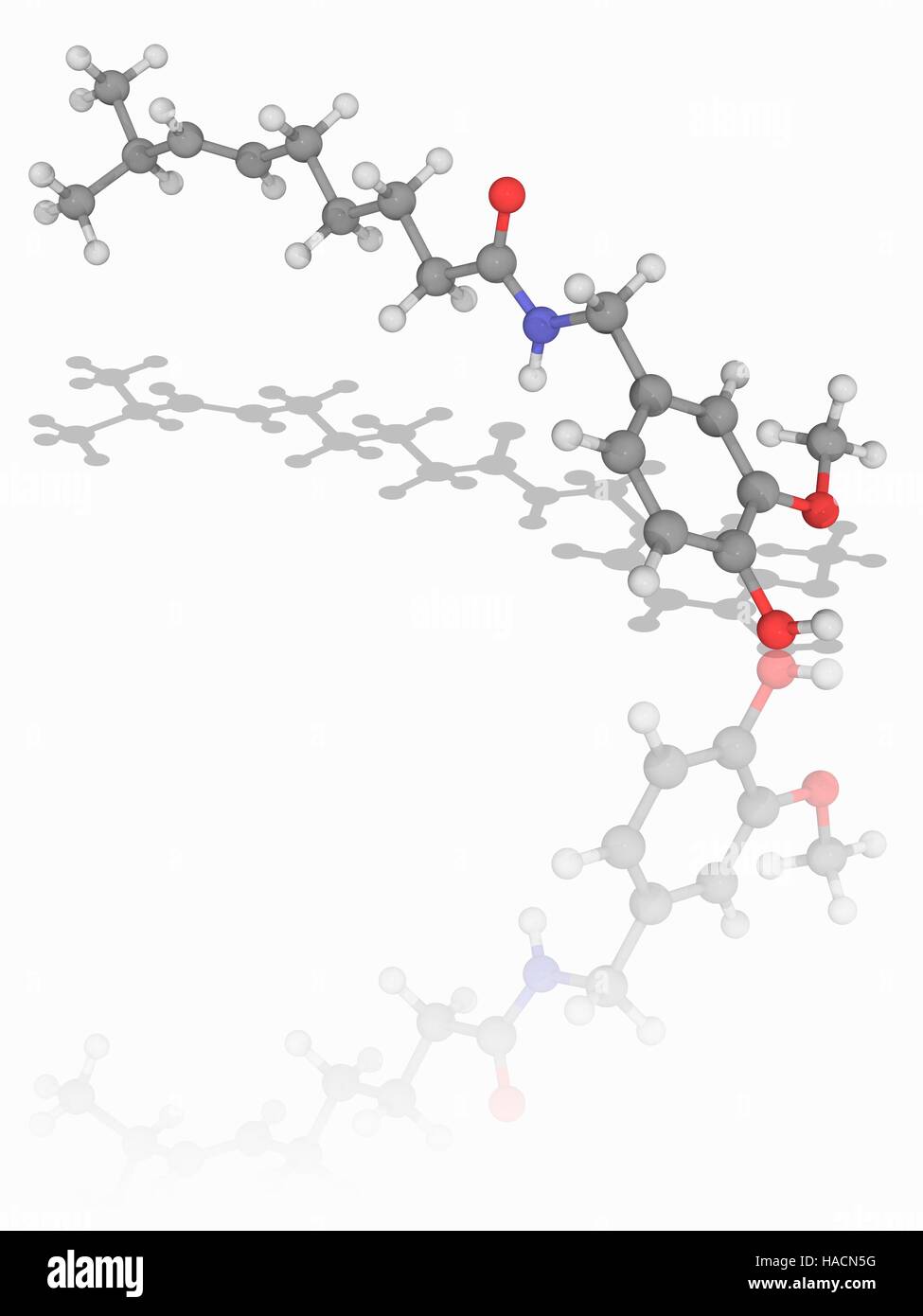 Capsaicin. Molekulares Modell des Amid Capsaicin (C18. H27. N.O3), Paprika die aktive Komponente der Chili-Paprika. Atome als Kugeln dargestellt werden und sind farblich gekennzeichnet: Kohlenstoff (grau), Wasserstoff (weiß), Stickstoff (blau) und Sauerstoff (rot). Abbildung. Stockfoto