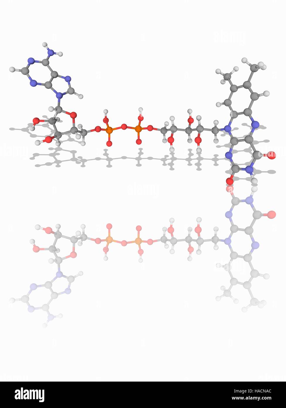 FAD, Flavin-Adenin-Dinucleotide. Molekulares Modell des biochemischen Redox-Cofaktor Flavin Adenin Dinucleotide (C27. H33. N9. E15. P2), meist abgekürzt als Modeerscheinung. Diese Co-Faktor ist in mehrere wichtige Reaktionen im Zellstoffwechsel beteiligt. Atome als Kugeln dargestellt werden und sind farblich gekennzeichnet: Kohlenstoff (grau), Wasserstoff (weiß), Stickstoff (blau), Sauerstoff (rot) und Phosphor (Orange). Abbildung. Stockfoto