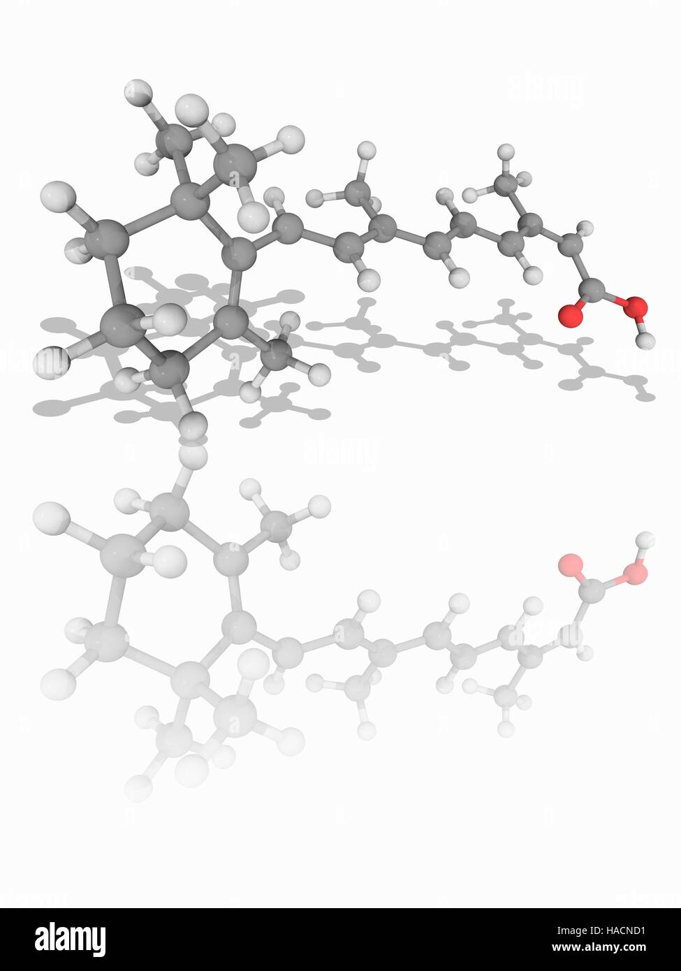 Isotretinoin. Molekulares Modell des Medikament Isotretinoin (C20. H28. O2), ein Retinoid chemische verwendet, um zystische Akne zu behandeln. Es dient auch zur Behandlung von anderen Erkrankungen der Haut, einschließlich einige Formen von Hautkrebs. Atome als Kugeln dargestellt werden und sind farblich gekennzeichnet: Kohlenstoff (grau), Wasserstoff (weiß) und Sauerstoff (rot). Abbildung. Stockfoto