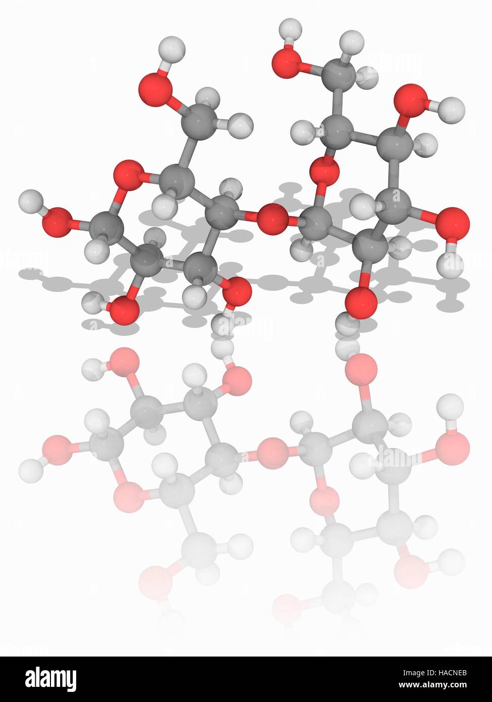 Maltose. Molekülmodell Disaccharid Zucker Maltose (C12. H22. E11), gebildet aus zwei Einheiten der Zucker Glucose. Maltose ist halb so süß wie die Glukose. Atome als Kugeln dargestellt werden und sind farblich gekennzeichnet: Kohlenstoff (grau), Wasserstoff (weiß) und Sauerstoff (rot). Abbildung. Stockfoto