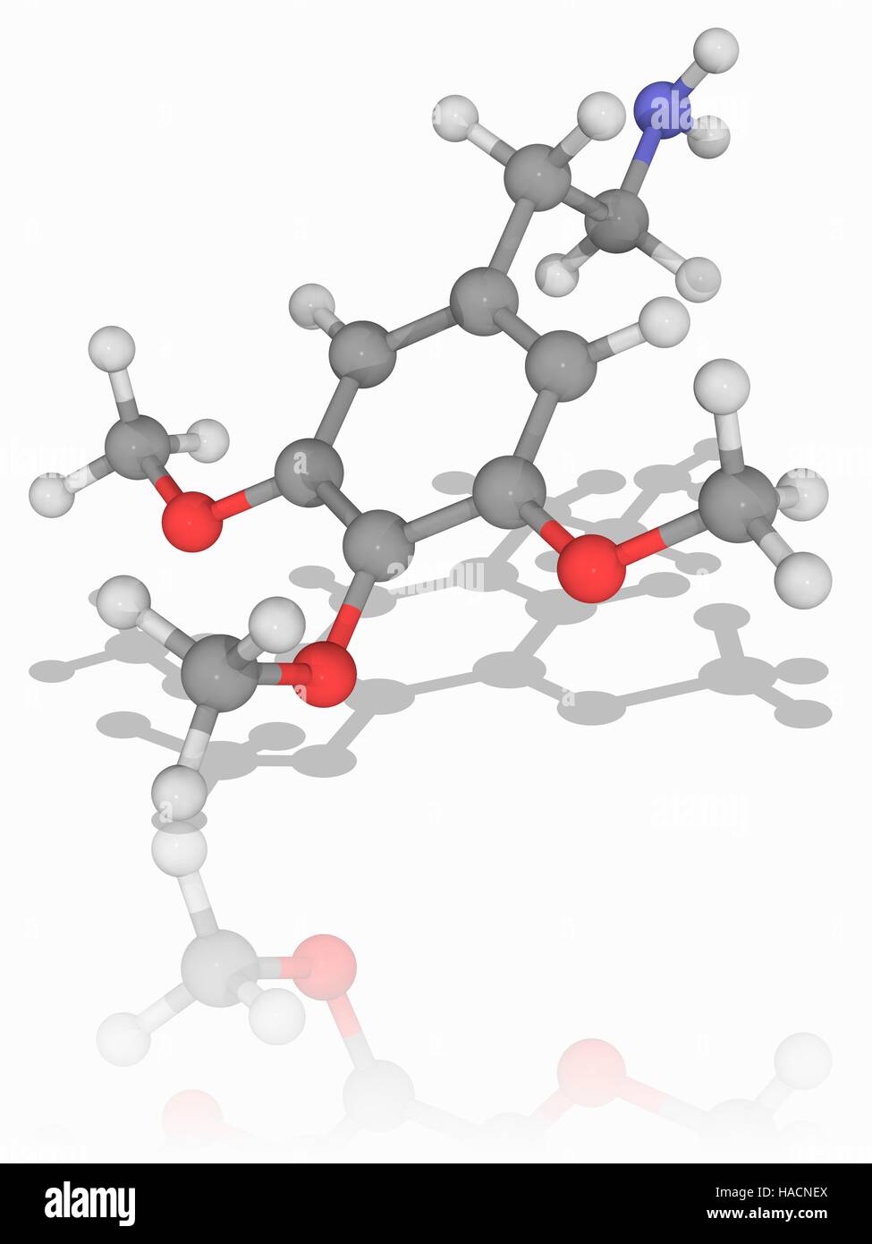 Meskalin. Molekülmodell von Phenethylamine Droge Meskalin (C11. H17. N.O3), ein natürlich vorkommendes Alkaloid psychedelische. Es hat die Droge LSD ähnlich halluzinogene Wirkung. Atome als Kugeln dargestellt werden und sind farblich gekennzeichnet: Kohlenstoff (grau), Wasserstoff (weiß), Stickstoff (blau) und Sauerstoff (rot). Abbildung. Stockfoto