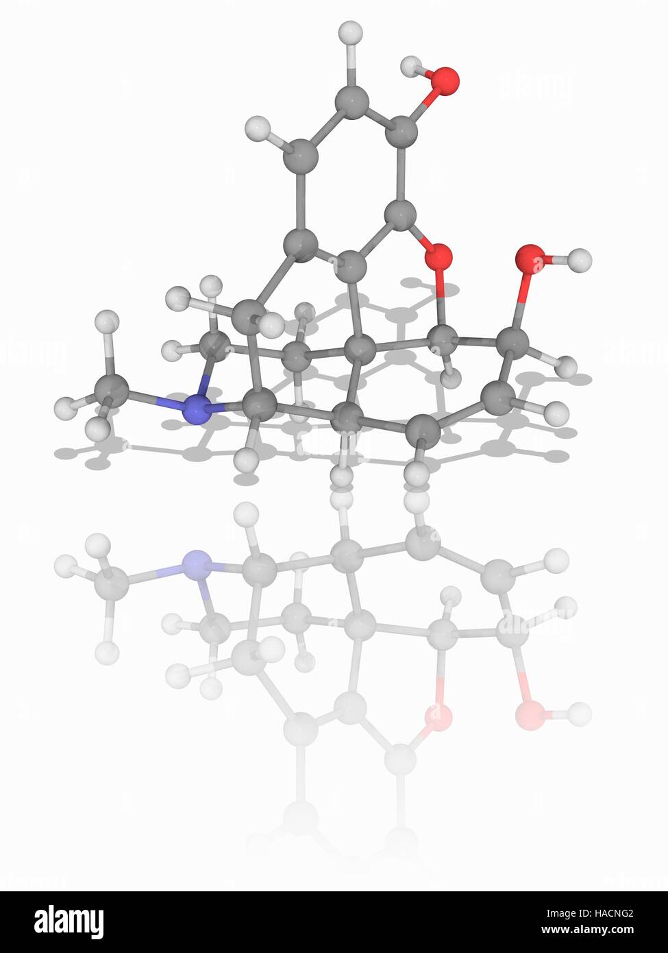 Morphin. Molekülmodell von Morphin (C17. H19. N.O3), ein Opiat Analgetikum verwendet, um Schmerzen und Leiden zu lindern. Atome als Kugeln dargestellt werden und sind farblich gekennzeichnet: Kohlenstoff (grau), Wasserstoff (weiß), Stickstoff (blau) und Sauerstoff (rot). Abbildung. Stockfoto