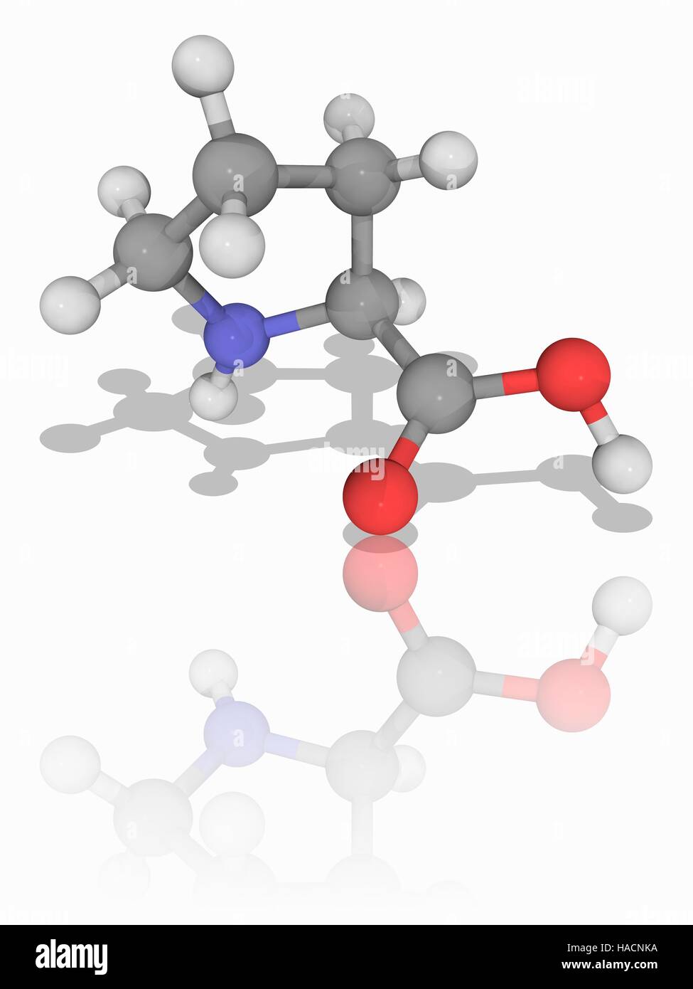 Prolin. Molekulares Modell des Alpha-amino Acid Proline unwesentliche (C5. H9. N.O2), eines der 20 DNA-kodierten Aminosäuren. Atome als Kugeln dargestellt werden und sind farblich gekennzeichnet: Kohlenstoff (grau), Wasserstoff (weiß), Stickstoff (blau) und Sauerstoff (rot). Abbildung. Stockfoto