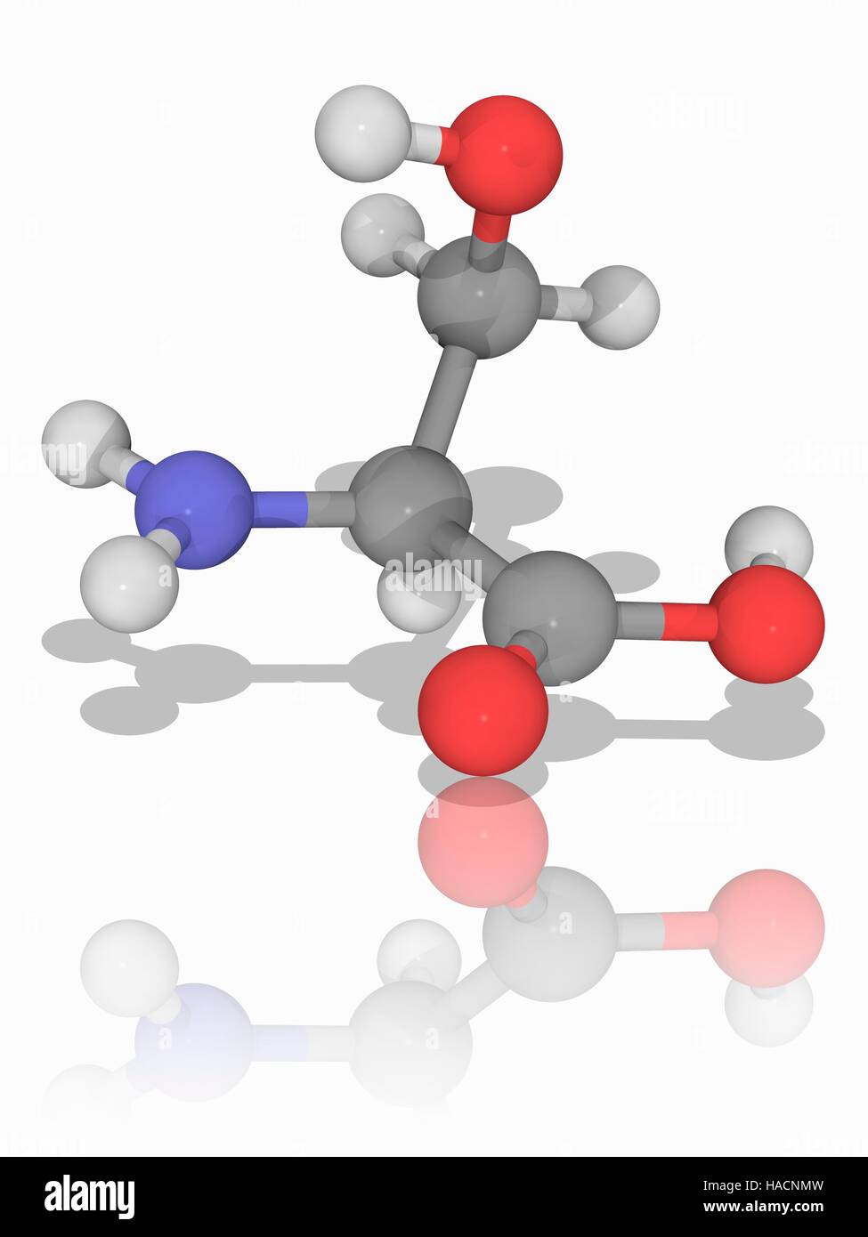 Serin. Molekulares Modell des nicht-essentielle Aminosäure Serin (C3. H7. N.O3), eine der 20 Aminosäuren, die zur Form Proteine verwendet. Atome als Kugeln dargestellt werden und sind farblich gekennzeichnet: Kohlenstoff (grau), Wasserstoff (weiß), Stickstoff (blau) und Sauerstoff (rot). Abbildung. Stockfoto