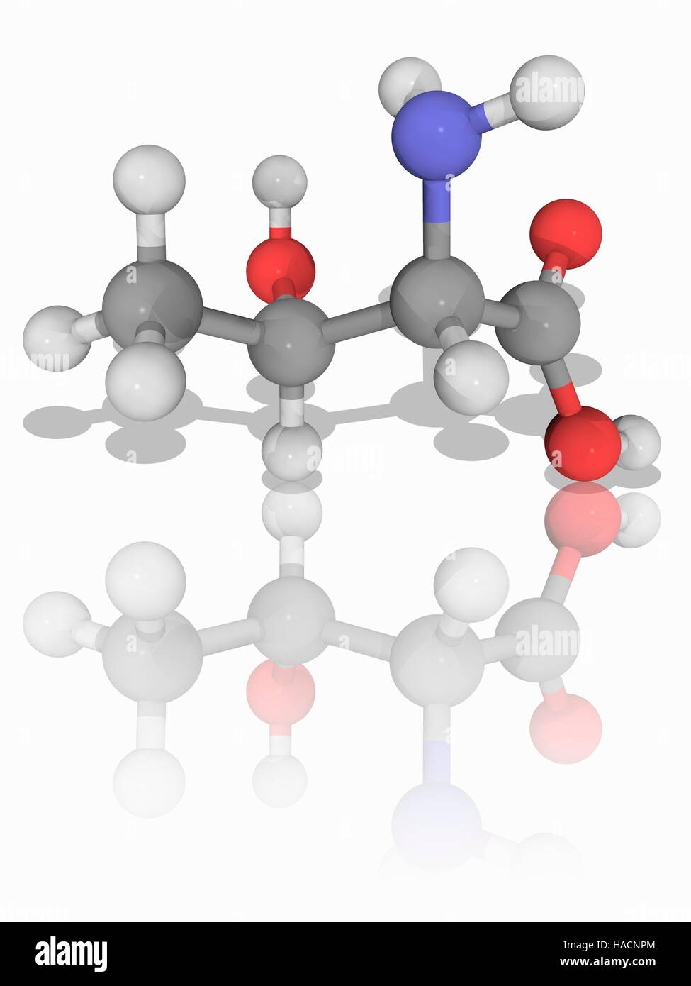 Threonin. Molekulares Modell des wesentlichen Alpha-amino Acid Threonin (C4. H9. N.O3). Es gehört zu den Aminosäuren, die ein Vorläufer von Proteinen (proteinogene) ist. Atome als Kugeln dargestellt werden und sind farblich gekennzeichnet: Kohlenstoff (grau), Wasserstoff (weiß), Stickstoff (blau) und Sauerstoff (rot). Abbildung. Stockfoto