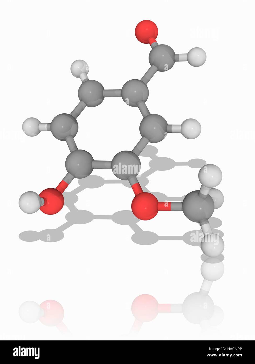 Vanillin. Molekulares Modell des organischen Verbindung Vanillin (C8. H8. O3), einer phenolischen Aldehyd, das ist die primäre Komponente der Vanilleschote. Atome als Kugeln dargestellt werden und sind farblich gekennzeichnet: Kohlenstoff (grau), Wasserstoff (weiß) und Sauerstoff (rot). Abbildung. Stockfoto
